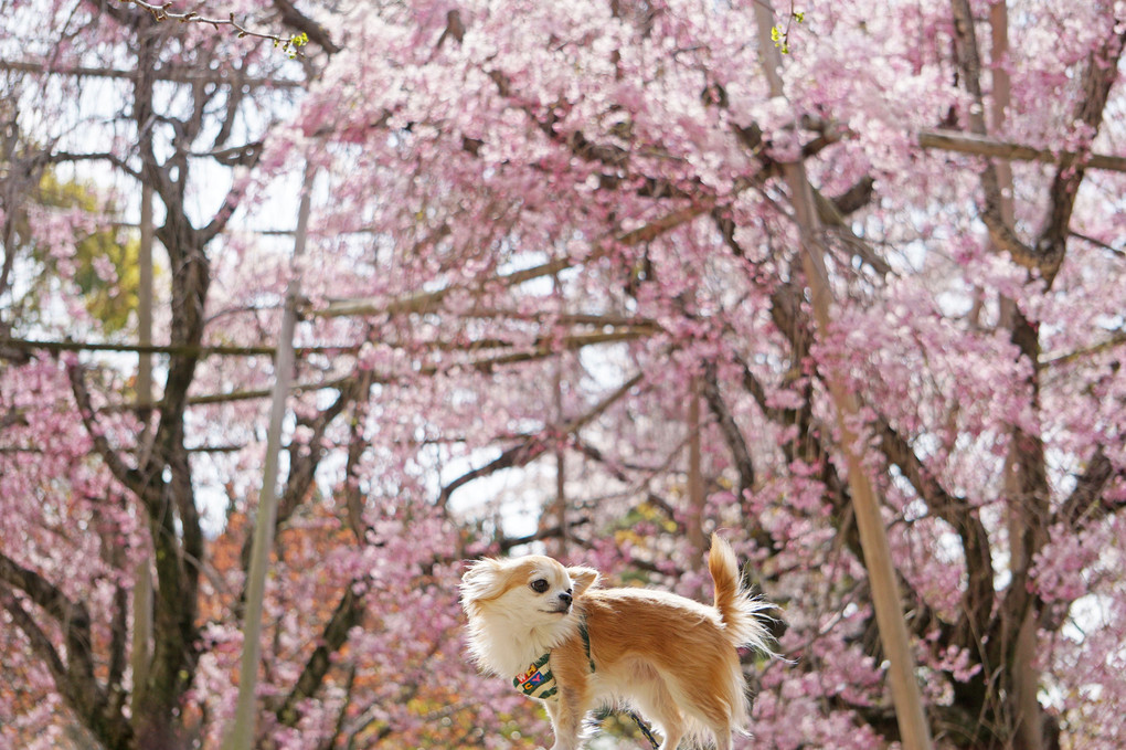 枝垂桜 と チワワ