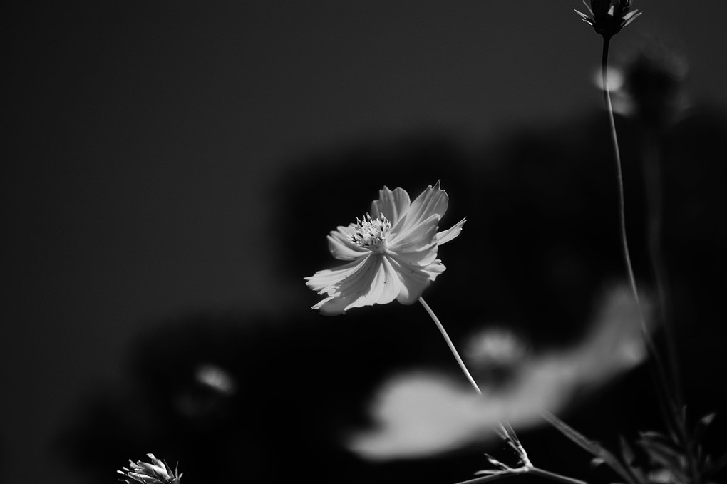 Cosmos_monochrome