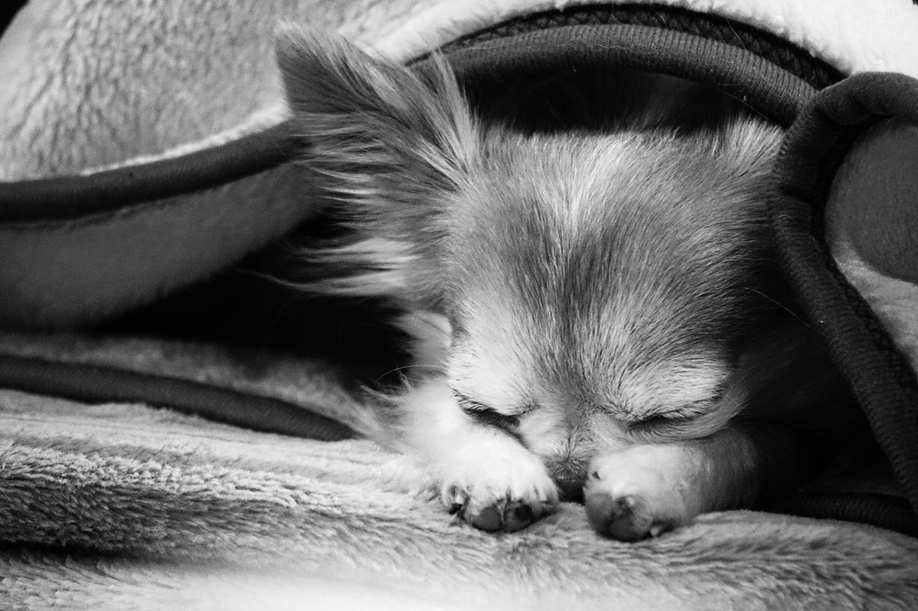 Compact chihuahua_monochrome