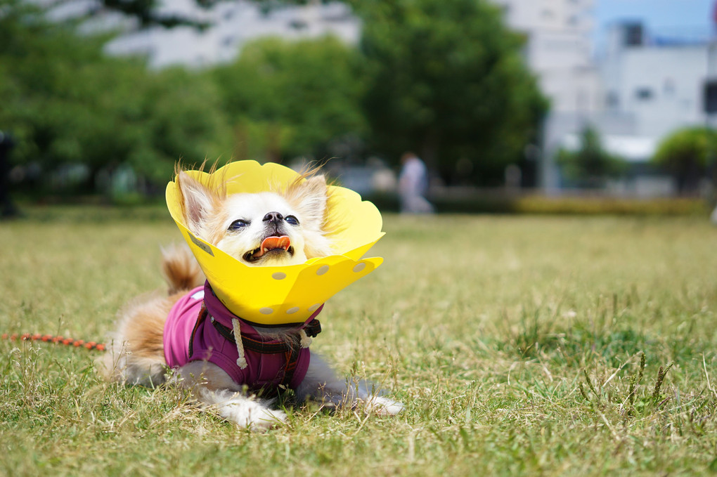 梅雨の晴れ間に