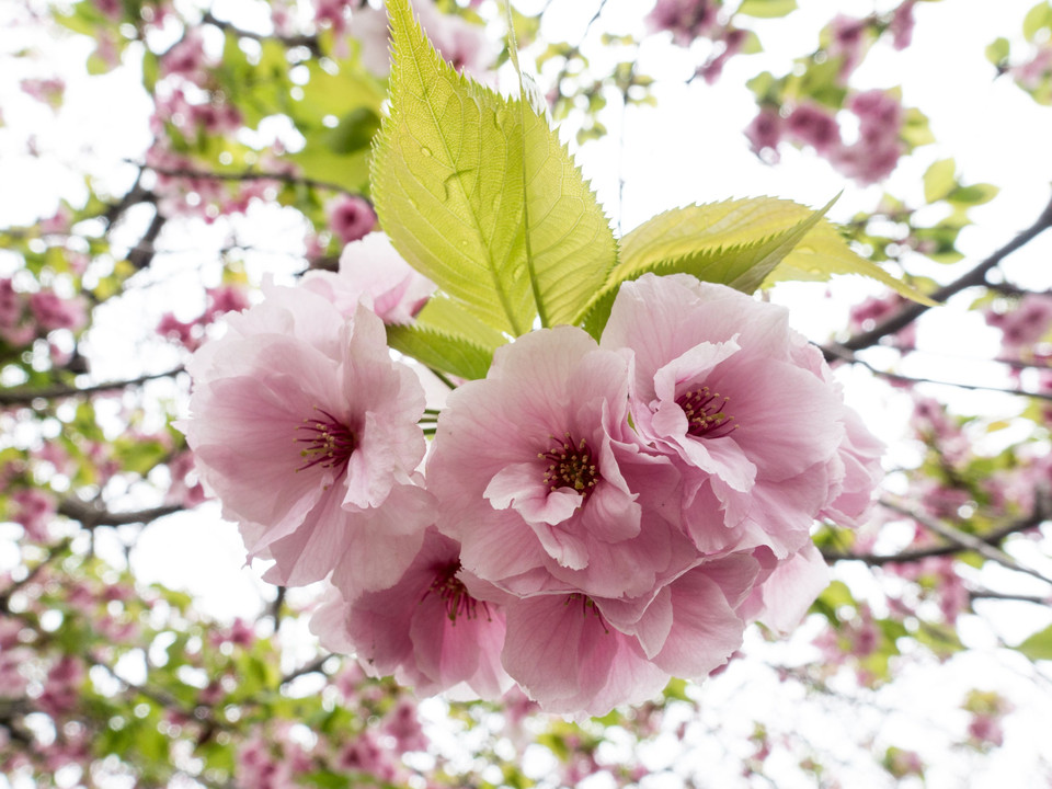 さくらさく🌸