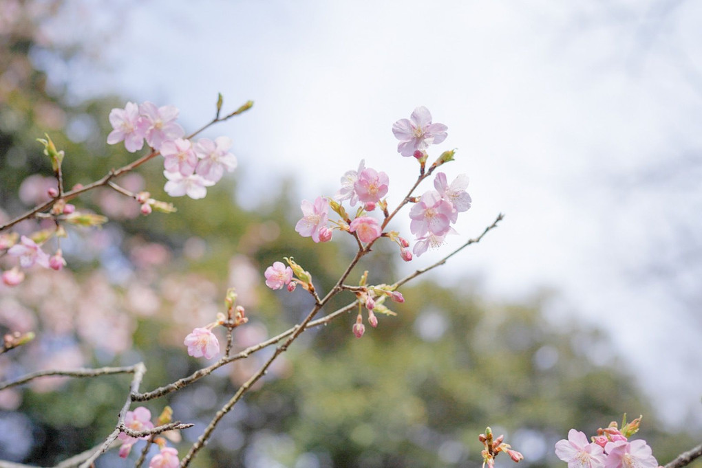 桜