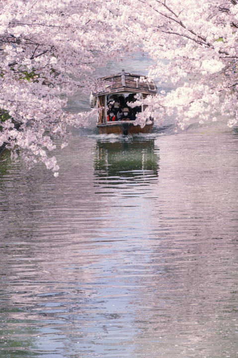 伏見十石舟の桜