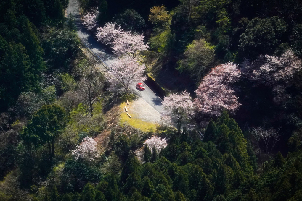 山桜の咲く頃