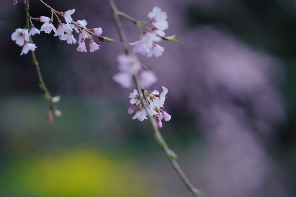 枝垂れ桜②