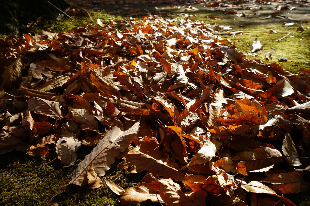 紅葉し落葉し落ち葉となり、そして冬が来る。