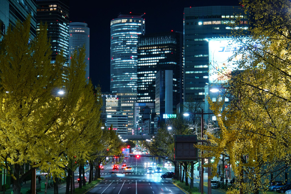 いちょう並木とビルの夜景