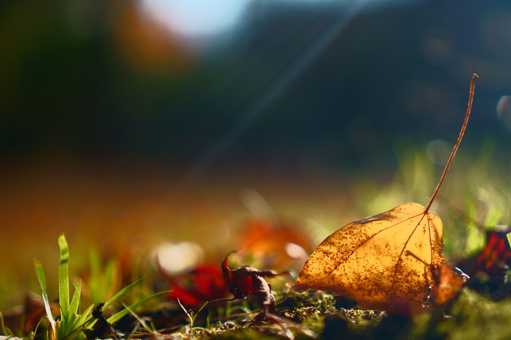秋の日差し、落ち葉