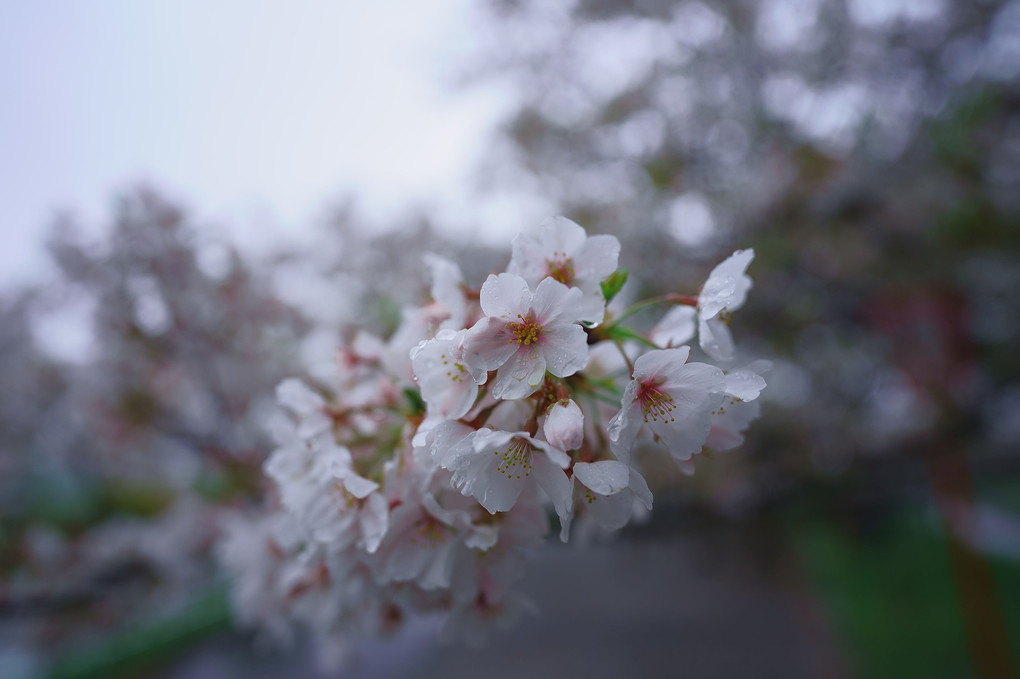 春時雨