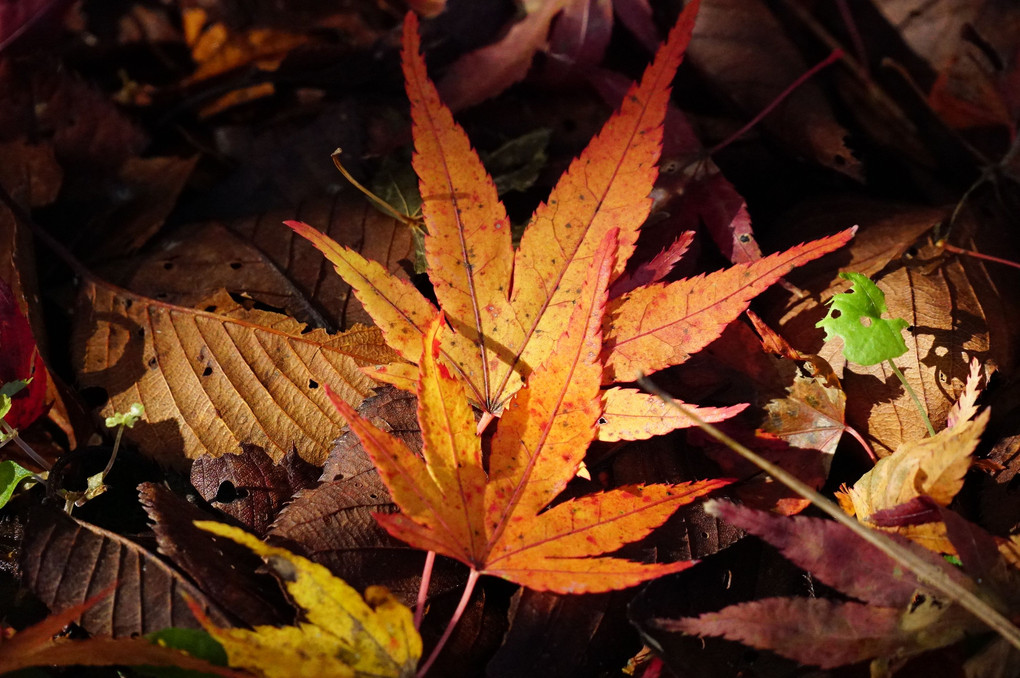晩秋のかさなる落ち葉