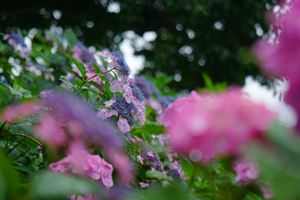 紫陽花、雨の共演