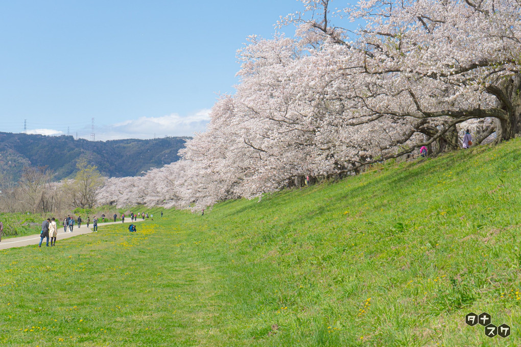 背割堤の桜並木