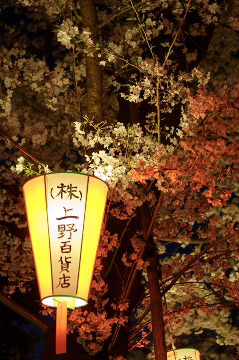 上野夜桜