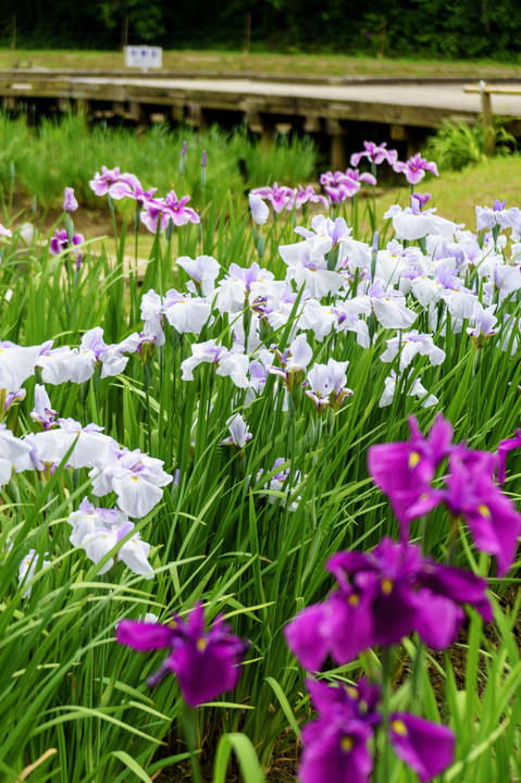 菖蒲（ショウブ）