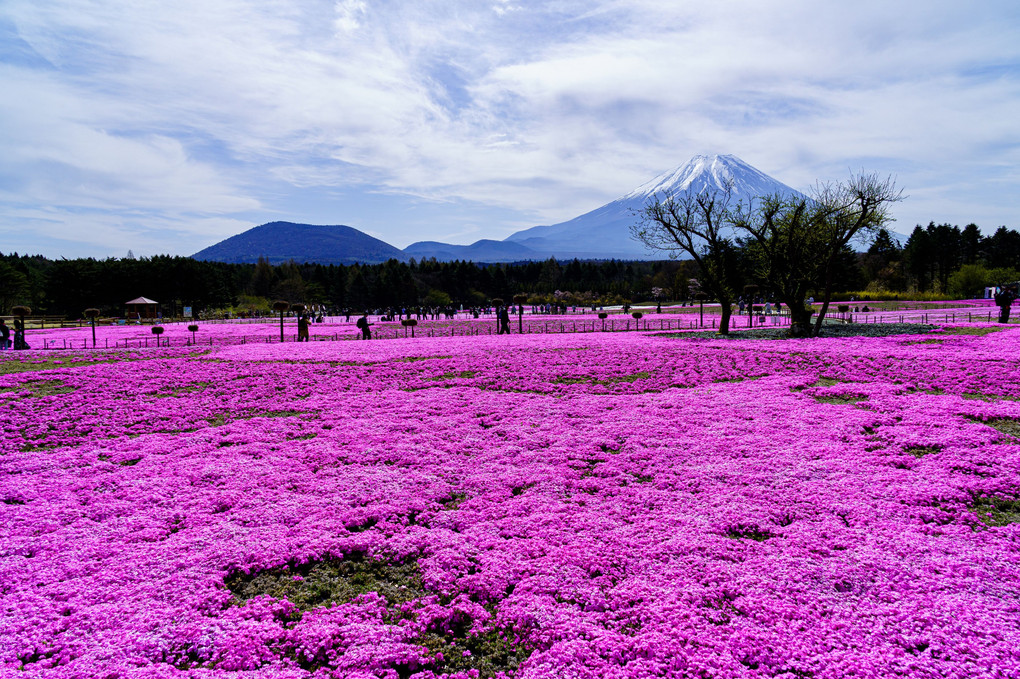 富士芝桜まつり