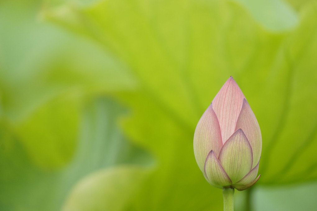2020 lotus flower
