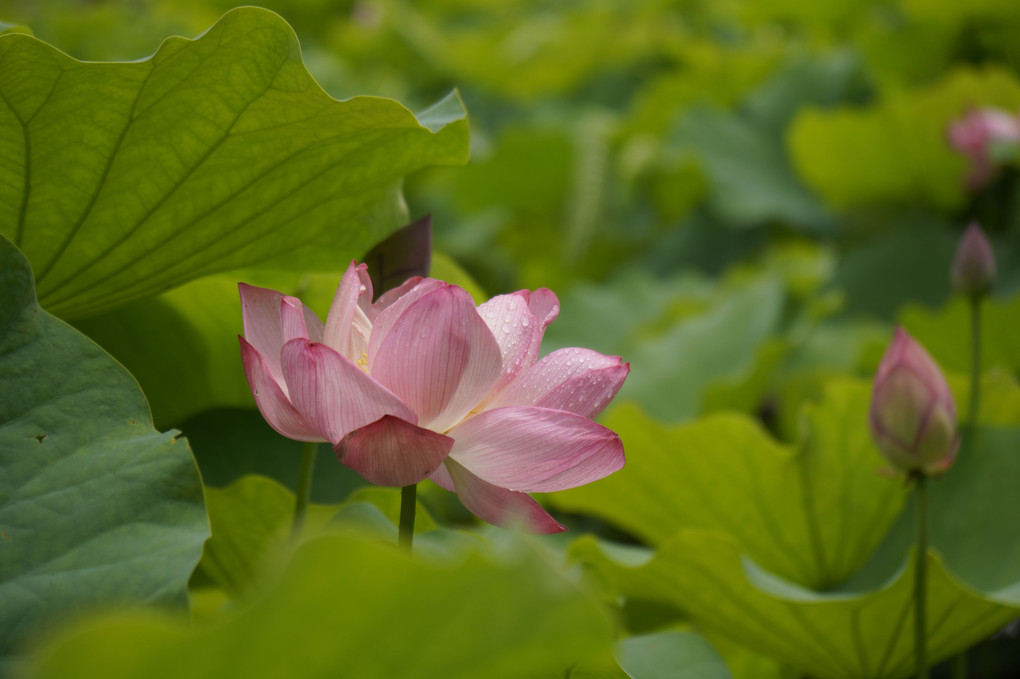 2020 lotus flower