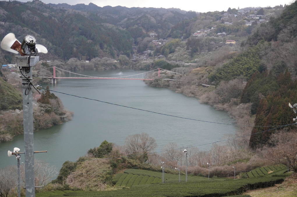 湖とつり橋と茶畑