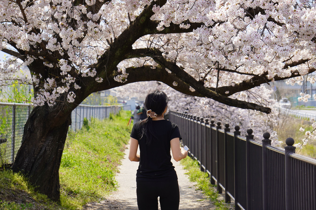 running to sakura