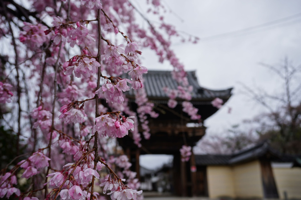 道明寺のしだれ桜