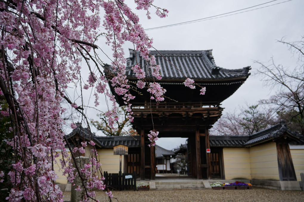 道明寺のしだれ桜