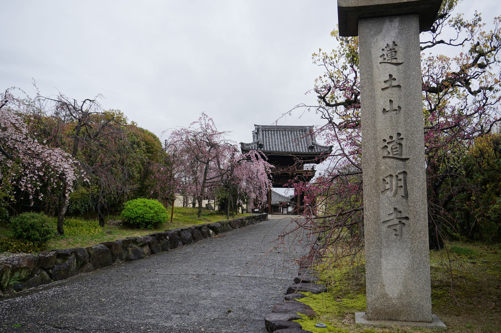 道明寺のしだれ桜