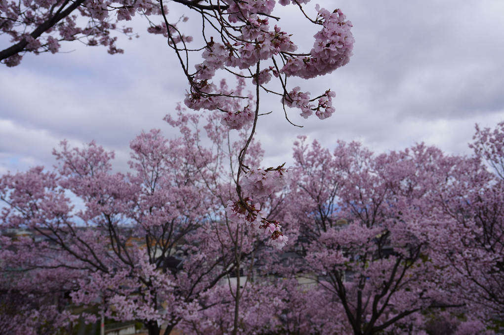 狭山池の桜