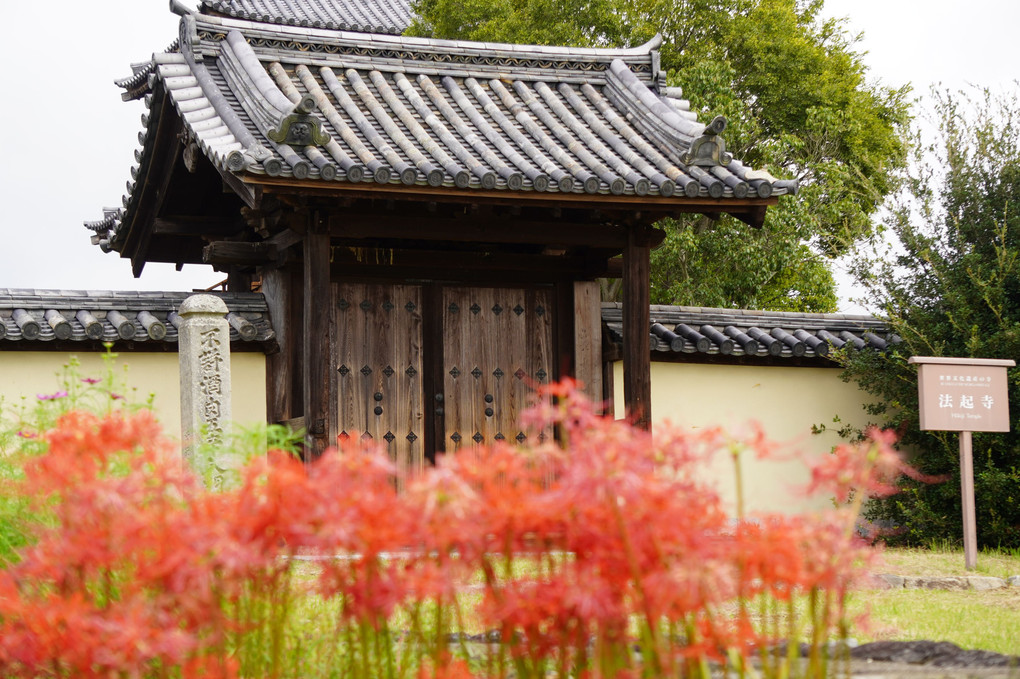 法起寺と秋桜