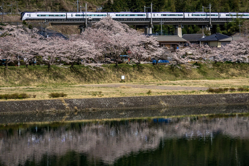 上野原の桜並木