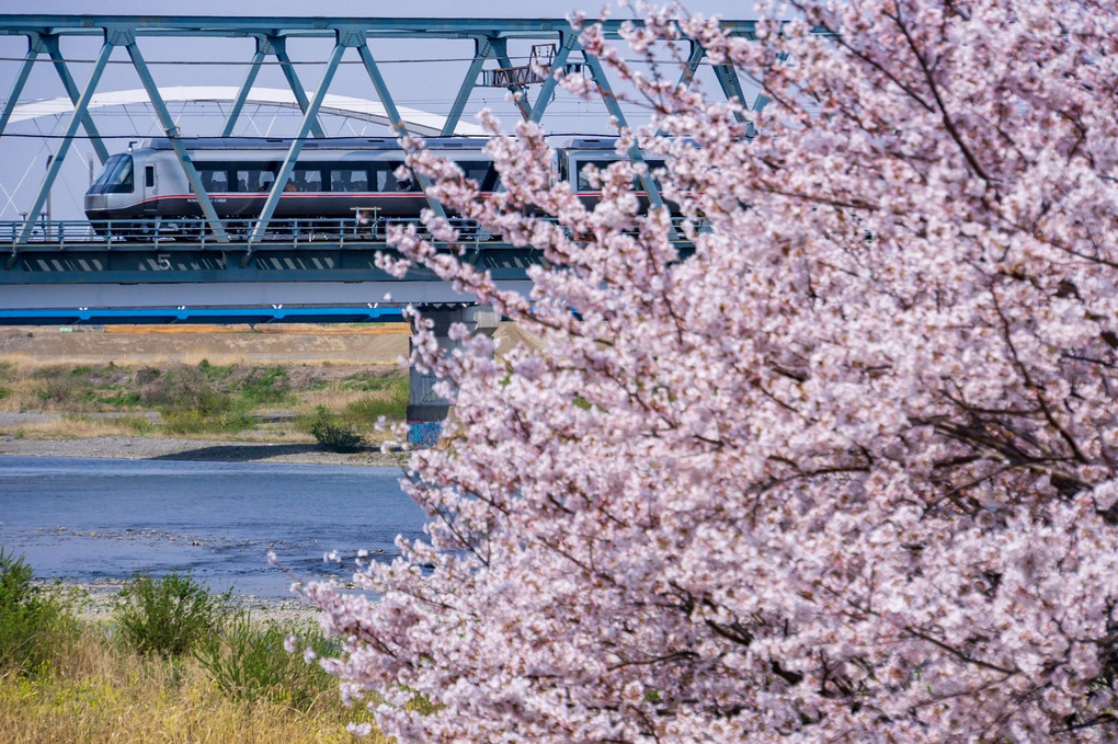 相模川の桜