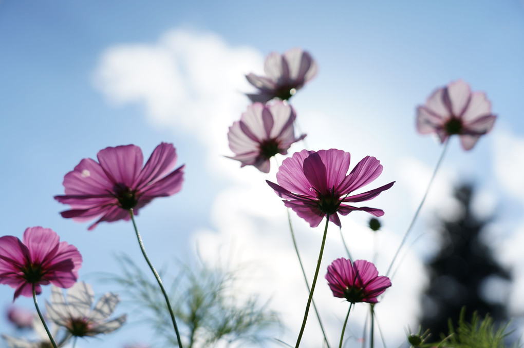 光を通す花びら