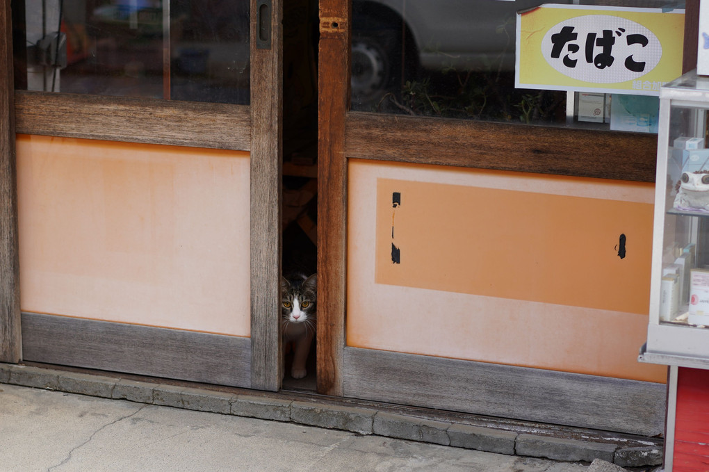 たばこ屋さんの猫