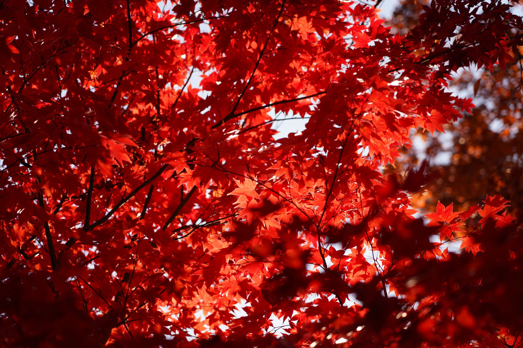 紅のカエデ