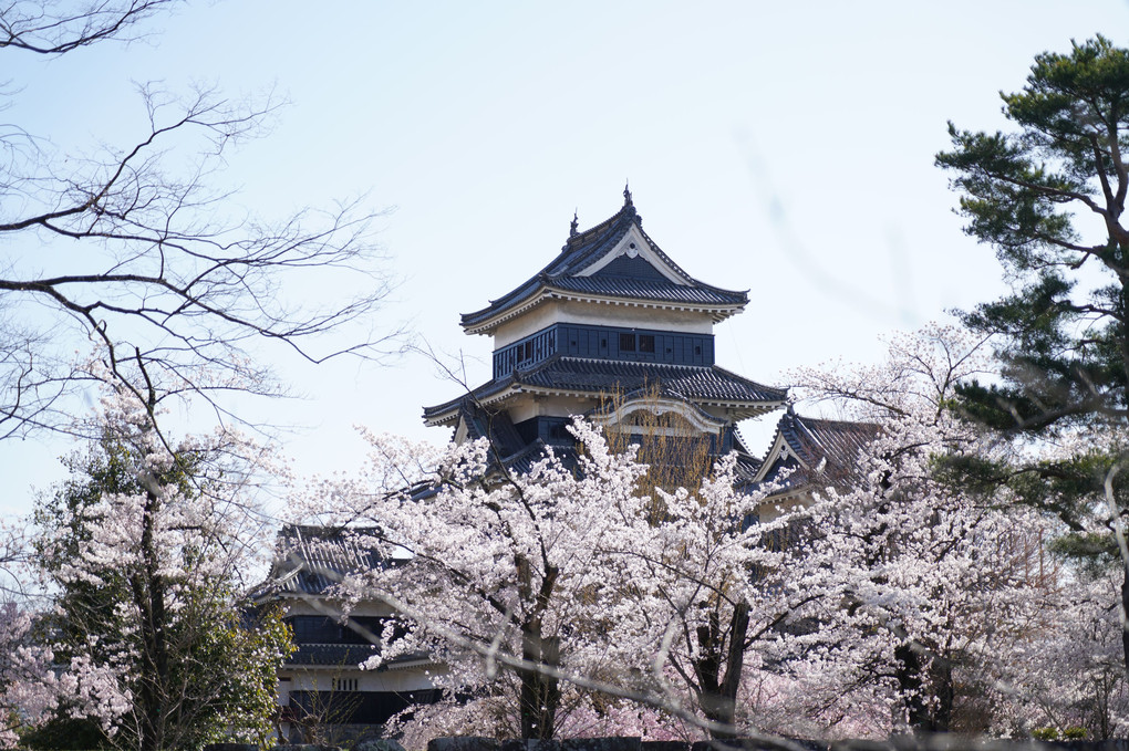松本城の春