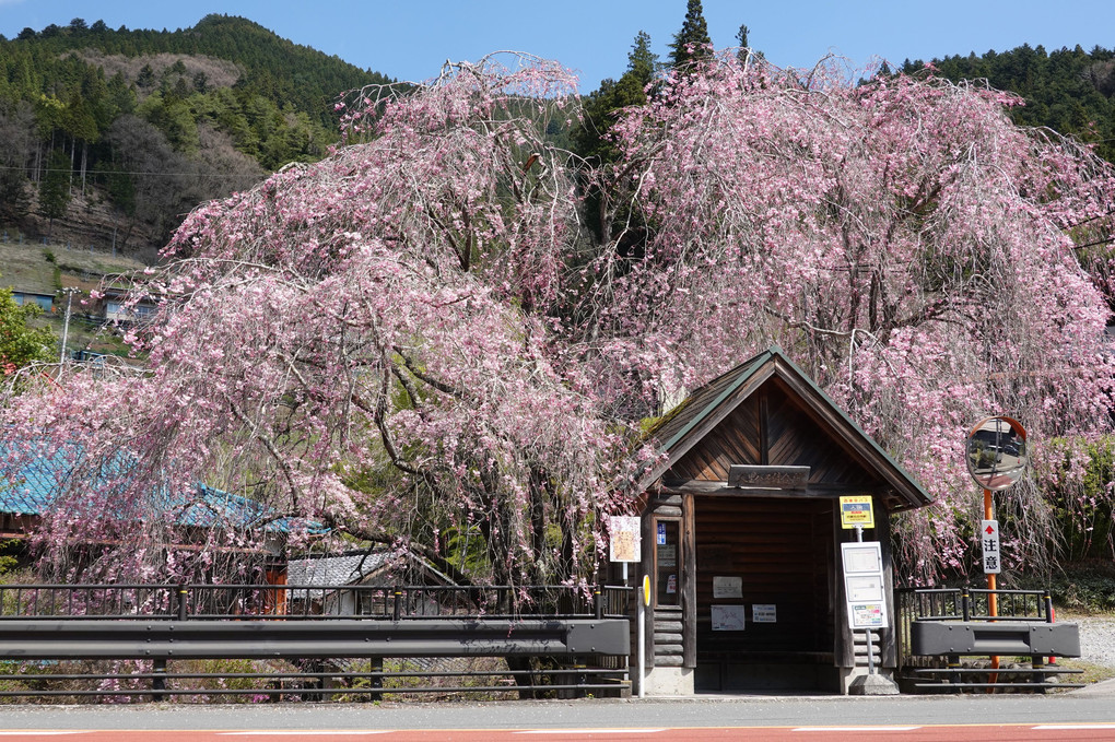 村人を待つ桜＆バス停