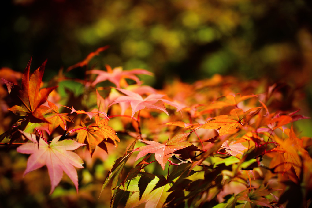 今秋初紅葉