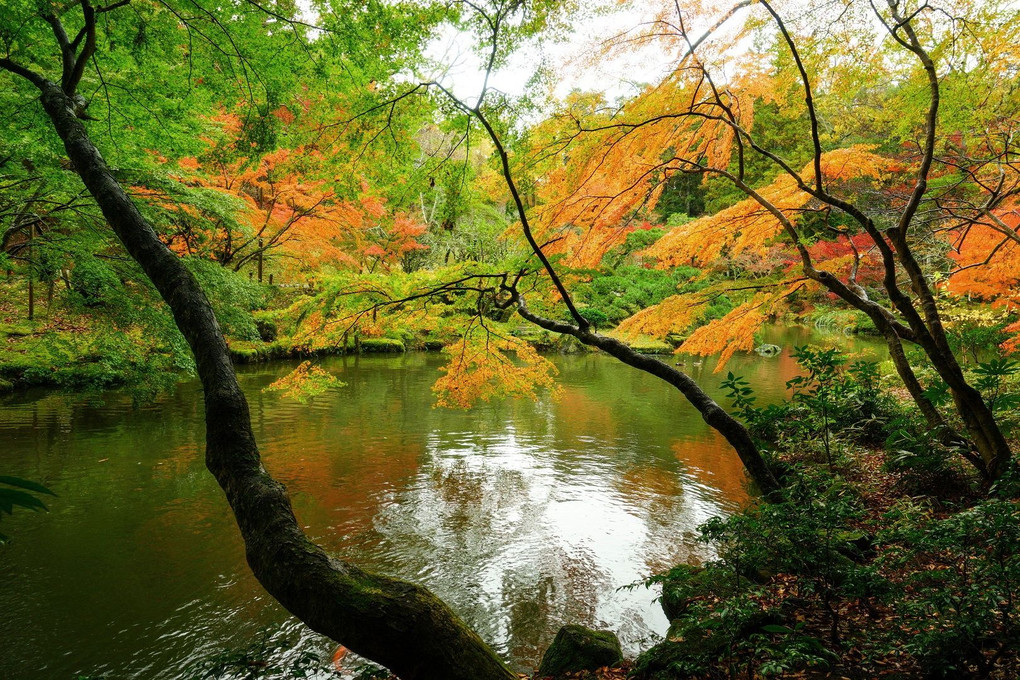 成田山の秋