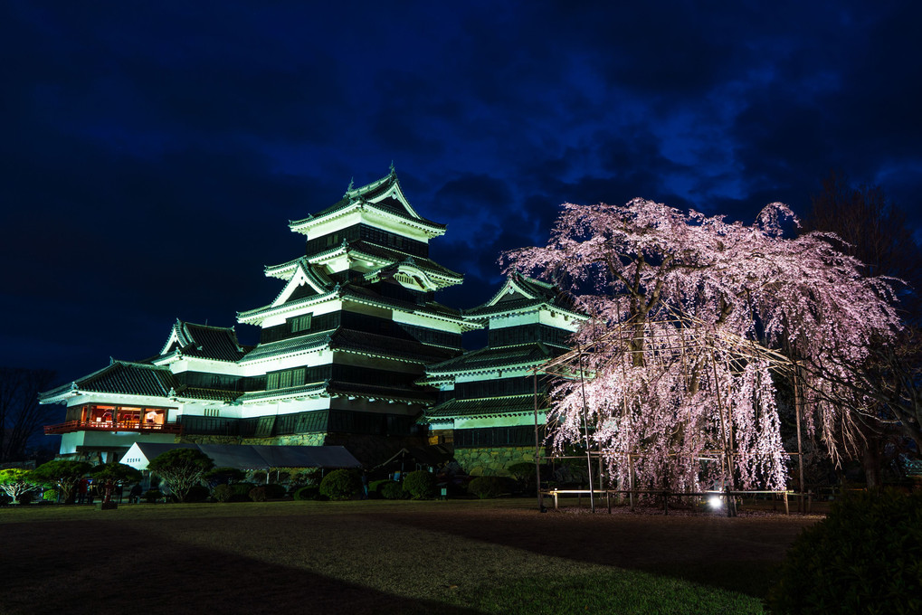 松本城夜桜見物