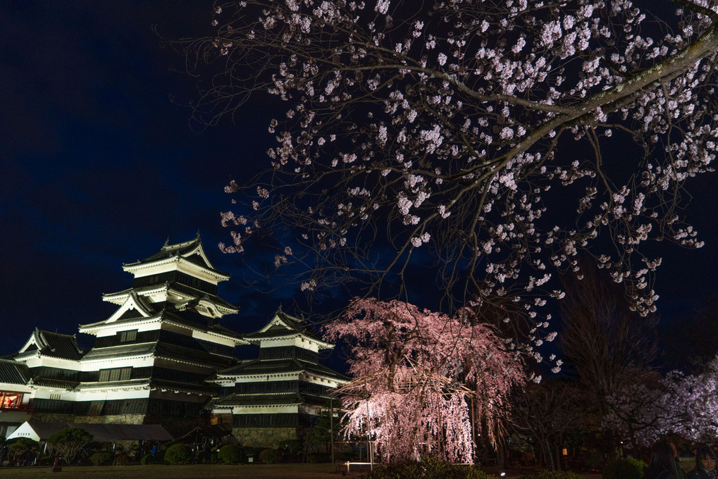 松本城夜桜見物