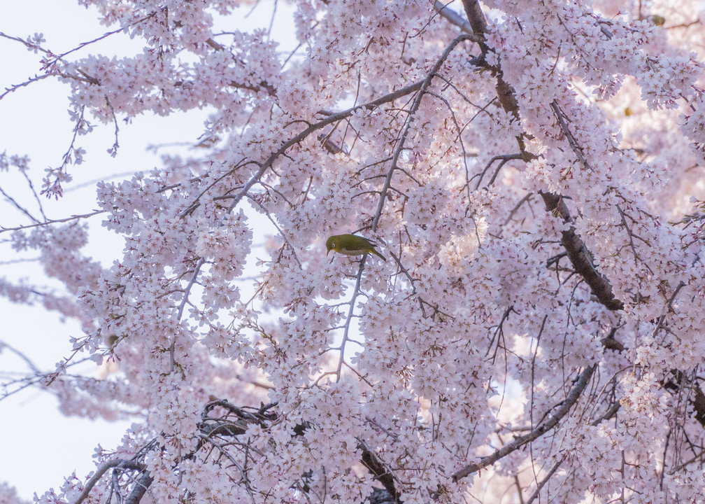 東郷寺の枝垂桜