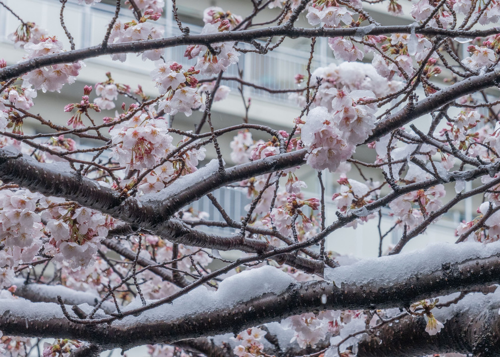 桜に雪はむずかしい