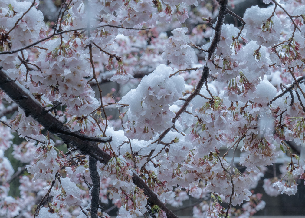 桜に雪はむずかしい