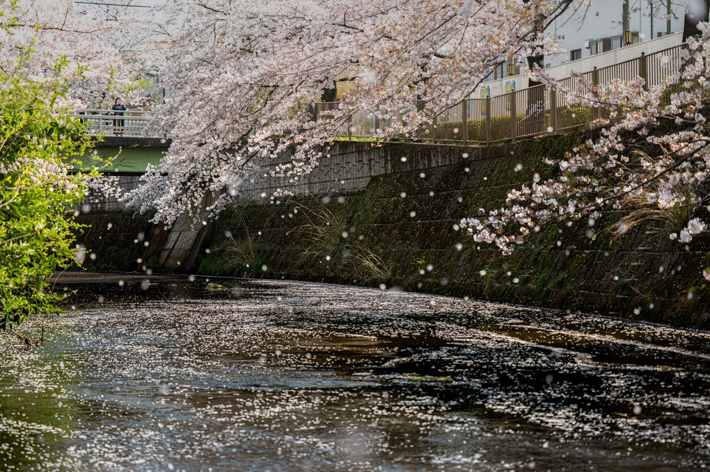 春の河原（散る桜）