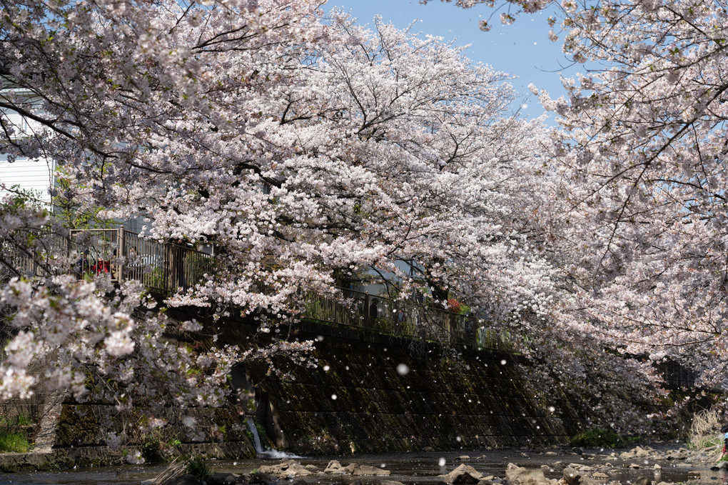 春の河原（散る桜）