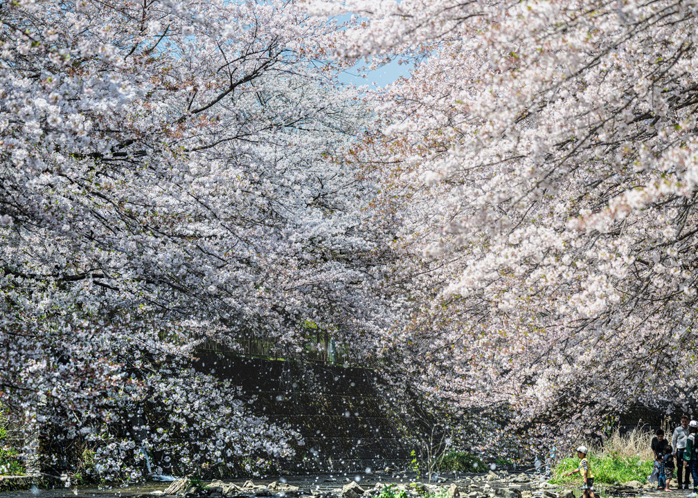 春の河原（散る桜）