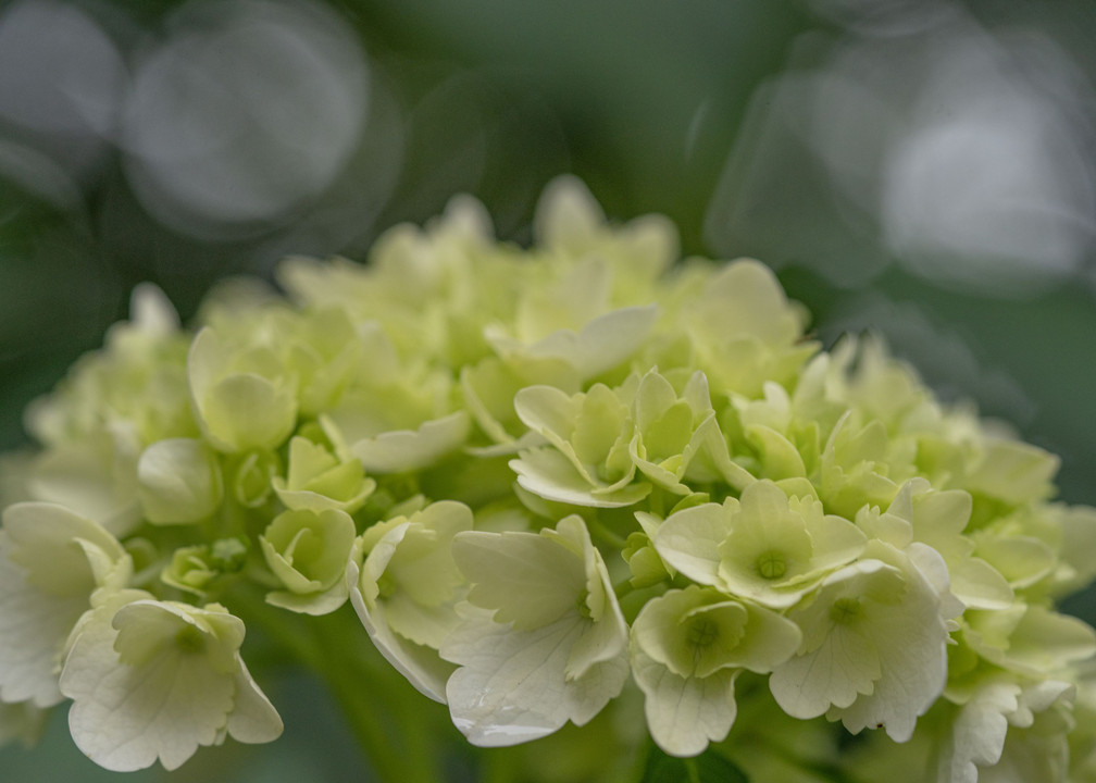 季節の花たち