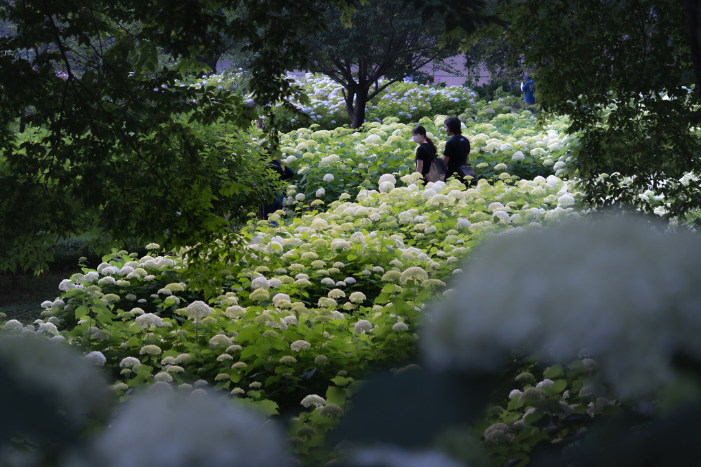 アナベルの森