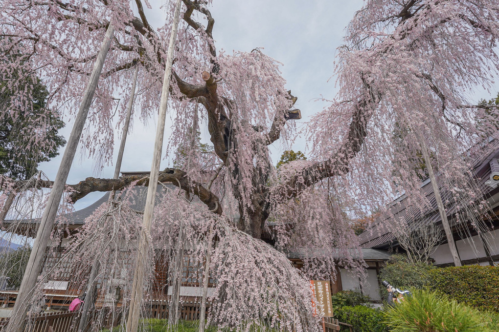 桜めぐり（5）慈雲寺のイトザクラ