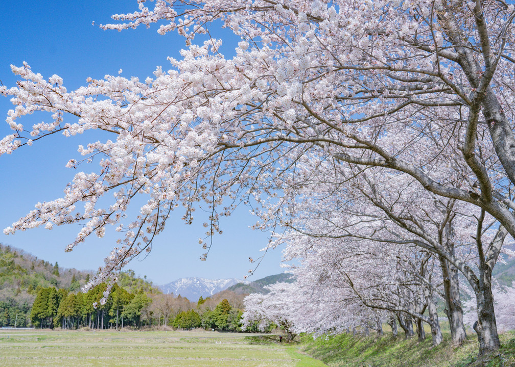 桜遠征（１）滋賀～福井
