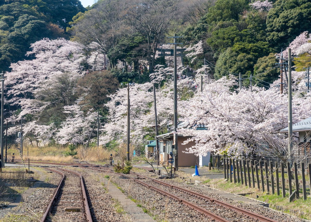 桜遠征（１）滋賀～福井